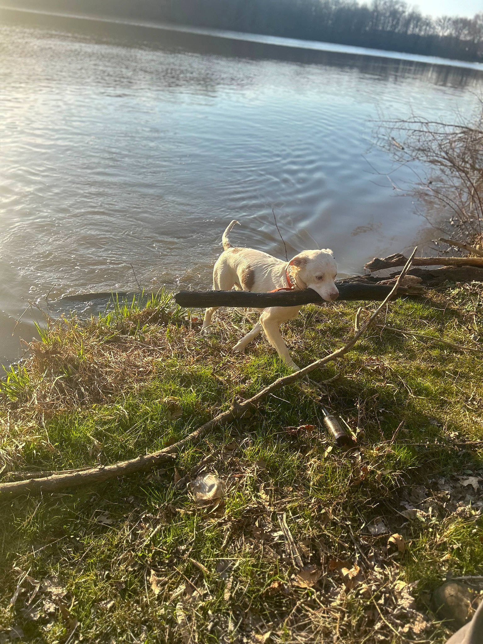 Diesel is registered to the contest to win money with this photo: bank, body_of_water, carnivore, dog, dog_breed, fawn, grass, grass_family, lake, landscape, natural_landscape, plant, sky, sunlight, tree, water, water_resources, watercourse, waterway, wood