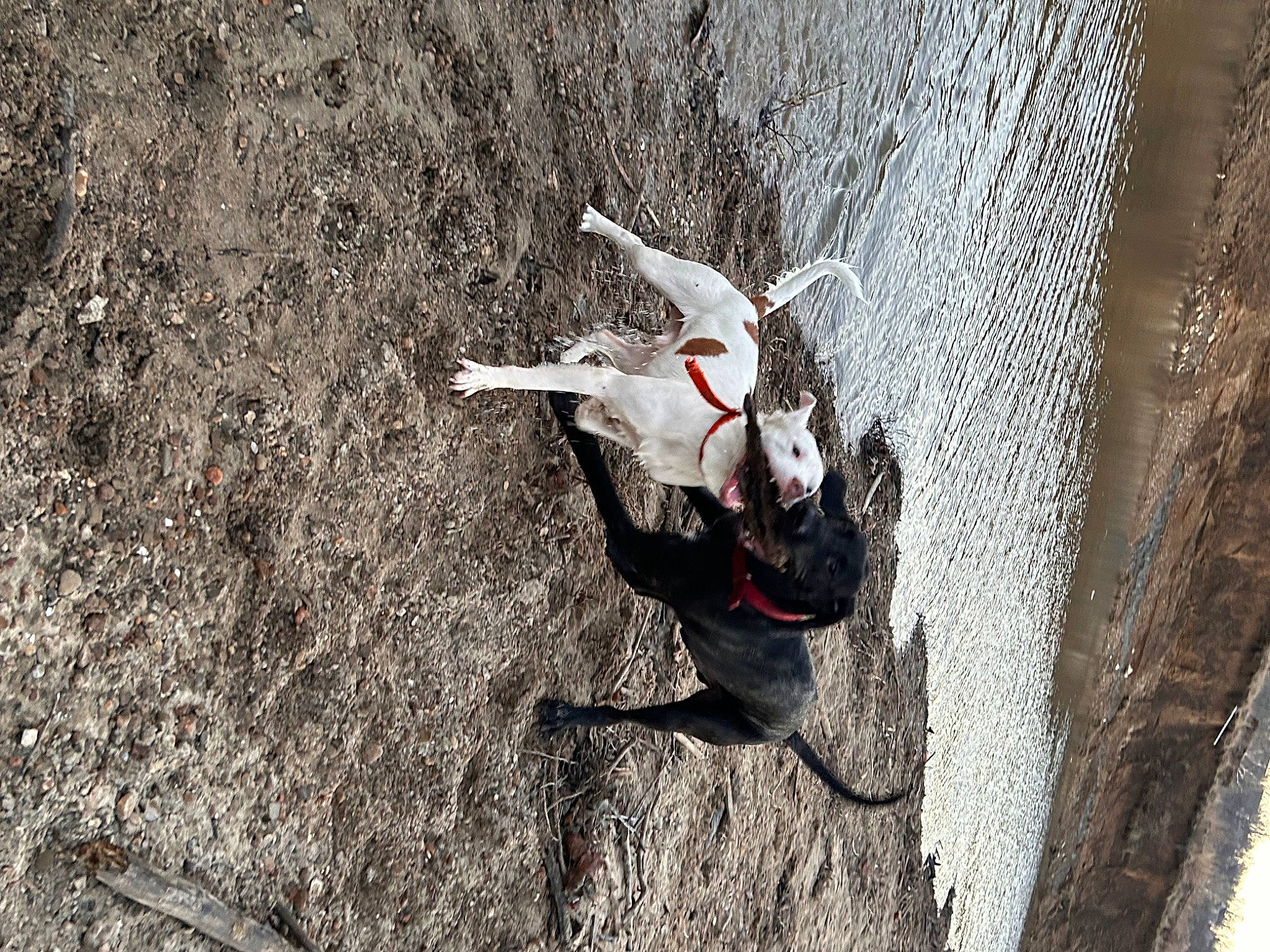 Diesel joined the competition — help win amazing prizes! art, arthropod, asphalt, beak, beetle, carmine, fictional_character, grey, insect, pest, plant, recreation, shadow, snout, soil, tail, terrestrial_animal, tree, trunk, wood