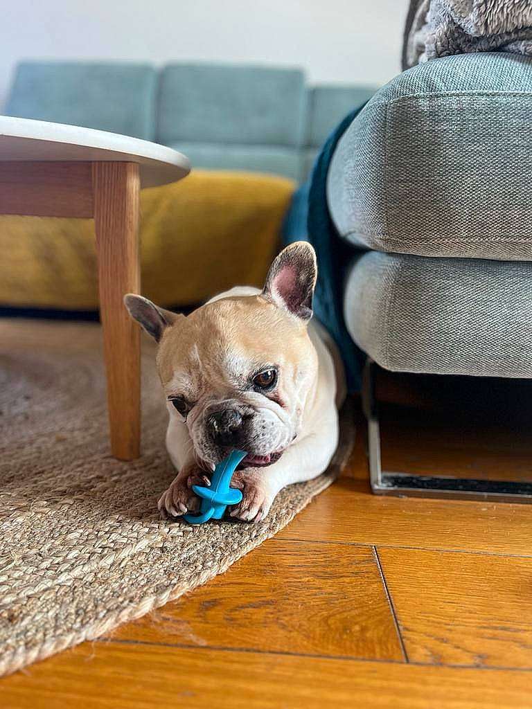 Boston participe au concours pour gagner de l'argent avec cette photo : bulldog, canidae, carnivore, chair, comfort, companion_dog, dog, dog_breed, dog_supply, fawn, floor, flooring, hardwood, tail, terrestrial_animal, toy_dog, whiskers, wood, wood_flooring, working_animal
