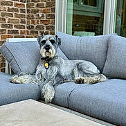 Wallis joined the competition — help win amazing prizes! dog, schnauzer, couch, outdoor, pet, gray, fur, brick_wall, window, relaxing, collar, leisure, paw, snout, seating, table, firepit, home, animal, canine