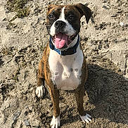 Shiva joined the competition — help win amazing prizes! dog, brindle, collar, tongue_out, happy, sand, beach, pet, animal, outdoor, sitting, canine, playful, mammal, closeup, sunlight, nature, friendly, alert, portrait