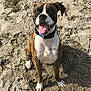 dog, brindle, collar, tongue_out, happy, sand, beach, pet, animal, outdoor, sitting, canine, playful, mammal, closeup, sunlight, nature, friendly, alert, portrait