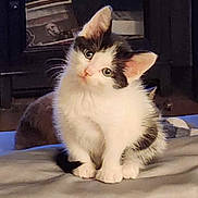 Aura Salem is registered to the contest to win money with this photo: kitten, cat, pet, animal, cute, fluffy, white, black, fur, sitting, head_tilt, indoor, soft_surface, curious, adorable, young, small, whiskers, ears, eyes