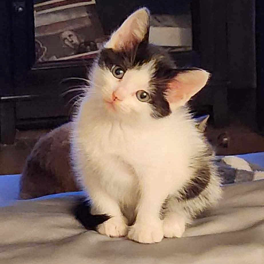 Aura Salem is registered to the contest to win money with this photo: adorable, animal, black, cat, curious, cute, ears, eyes, fluffy, fur, head_tilt, indoor, kitten, pet, sitting, small, soft_surface, whiskers, white, young