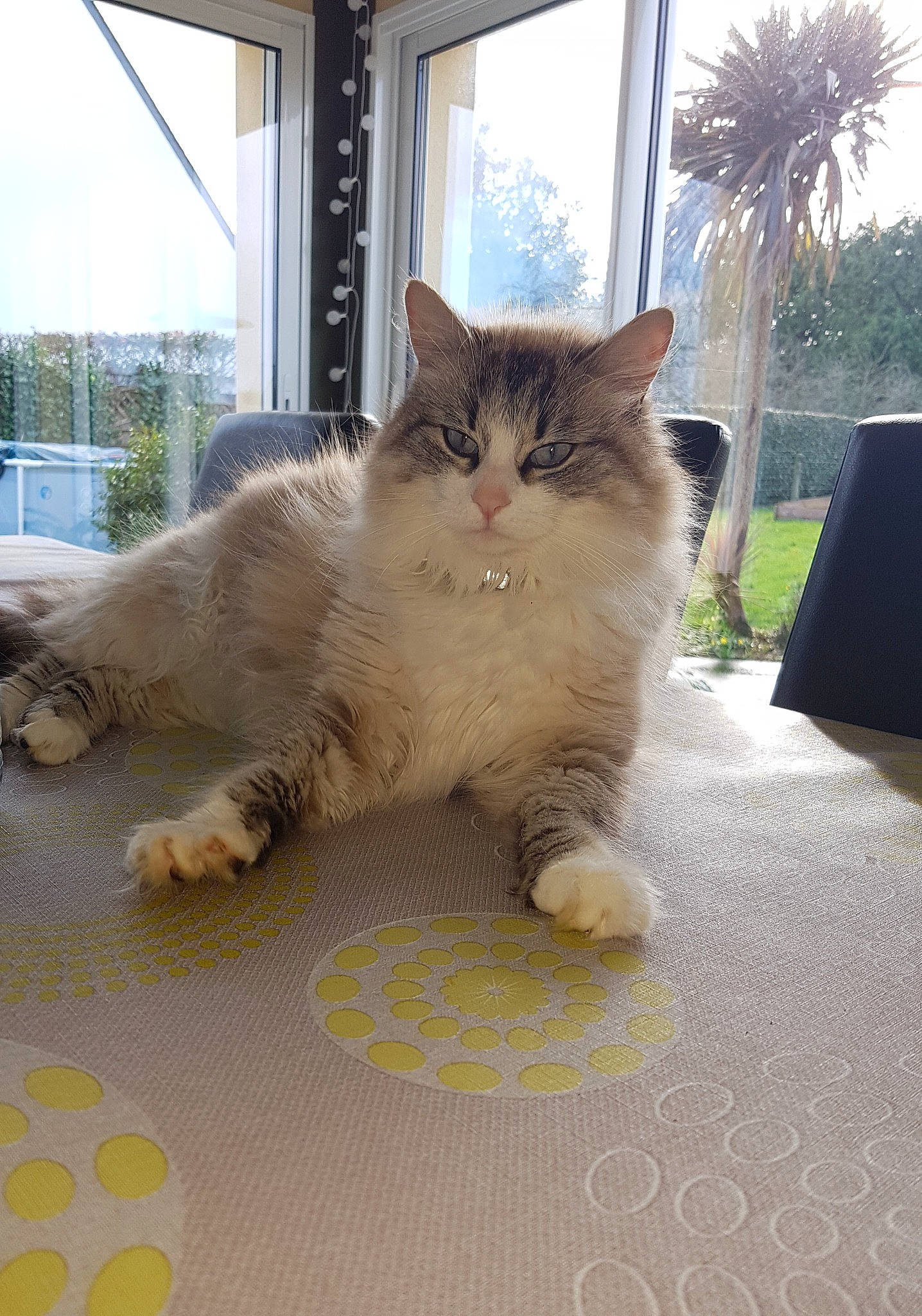 Mr. Mich participe au concours pour gagner de l'argent avec cette photo : carnivore, cat, claw, domestic_short_haired_cat, fawn, felidae, flooring, fur, grass, paw, plant, road_surface, sky, small_to_medium_sized_cats, snout, tail, tree, whiskers, window, wood