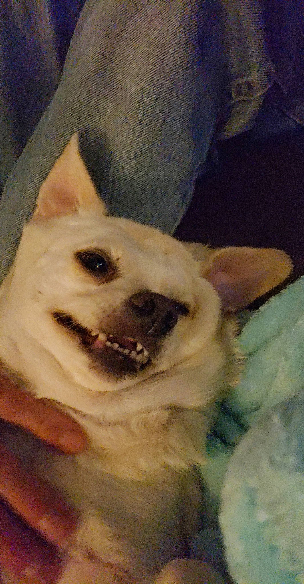 Arnold joined the competition — help win amazing prizes! ancient_dog_breeds, art, canidae, carnivore, companion_dog, dog, dog_breed, eyelash, fang, fawn, felidae, fur, jaw, painting, samoyed, snout, spitz, sporting_group, whiskers, working_animal