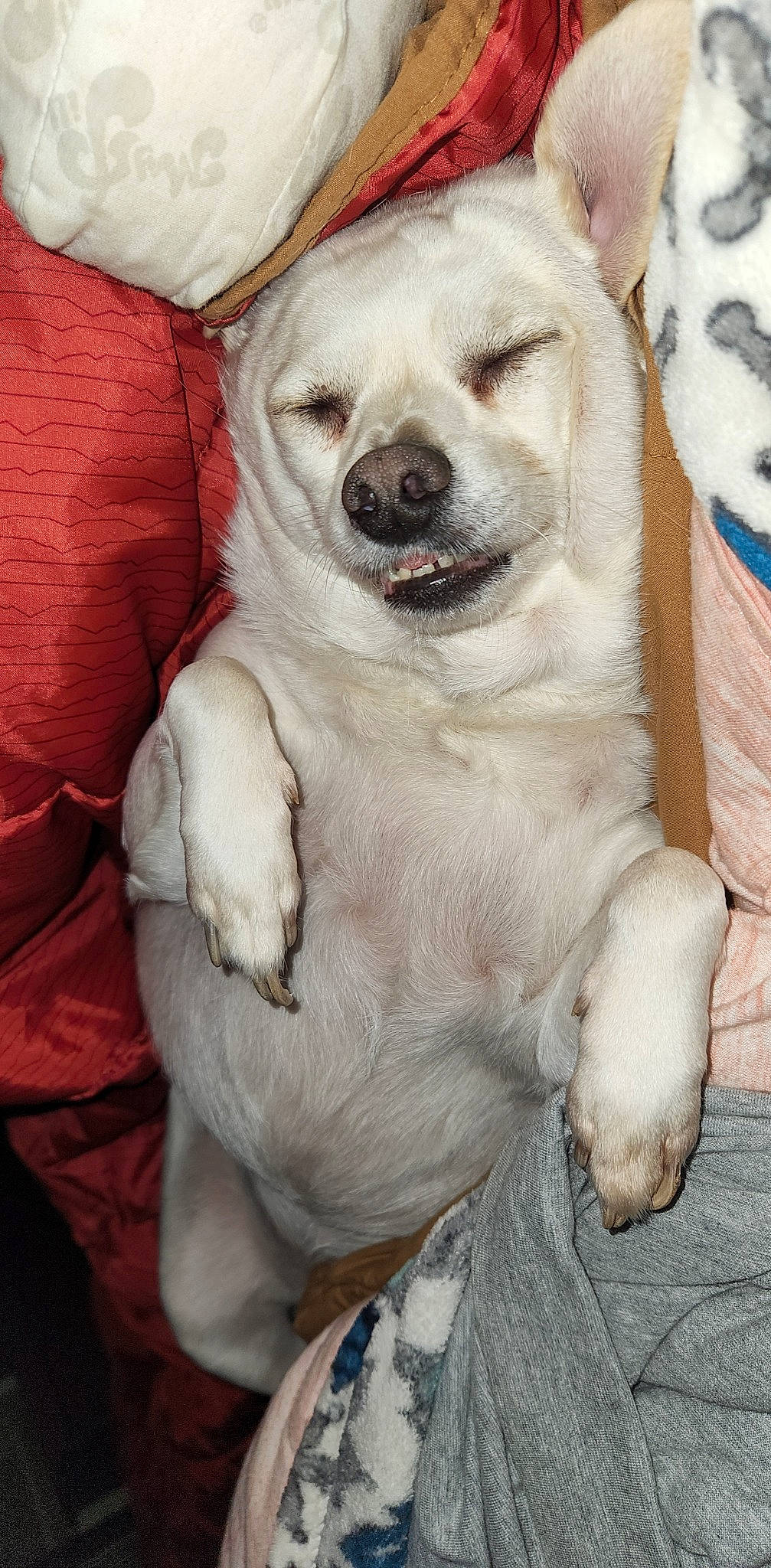 Arnold joined the competition — help win amazing prizes! canidae, carnivore, collar, companion_dog, dog, dog_breed, dog_collar, fang, fawn, fur, labrador_retriever, livestock_guardian_dog, non_sporting_group, paw, sporting_group, whiskers, working_animal, wrinkle