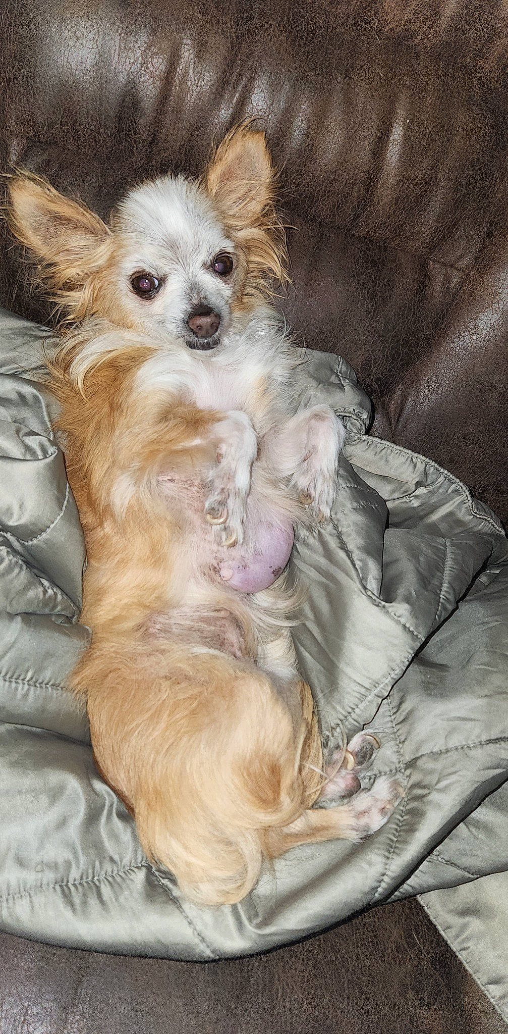 Frank Gallagher is registered to the contest to win money with this photo: canidae, carnivore, chihuahua, comfort, companion_dog, corgi_chihuahua, dog, dog_breed, dog_supply, fawn, fur, liver, non_sporting_group, paw, russkiy_toy, sitting, sporting_group, toy_dog, whiskers