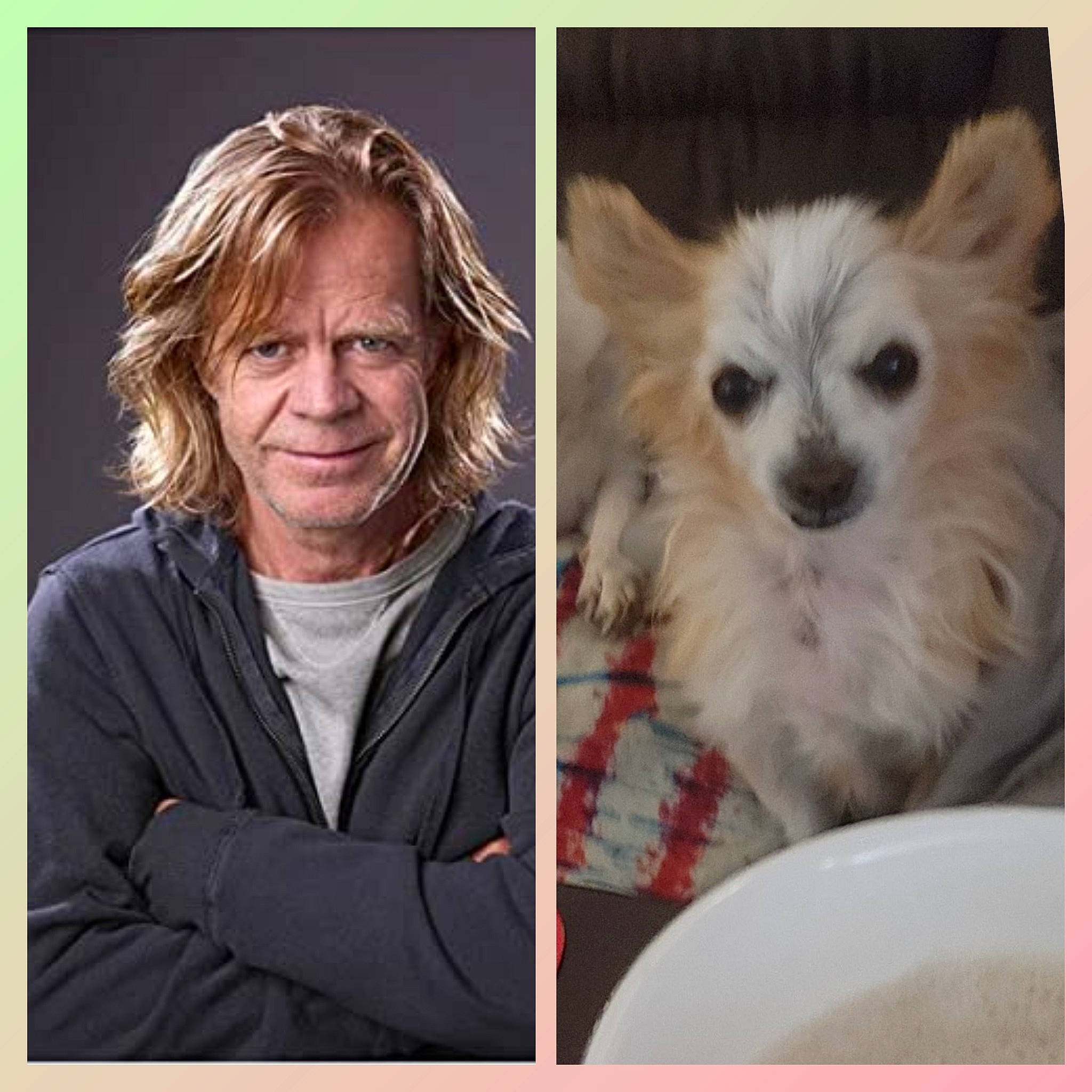 Frank Gallagher joined the competition — help win amazing prizes! beauty, carnivore, companion_dog, dishware, dog, dog_breed, dog_supply, eye, fur, happy, iris, organ, photo_caption, plate, serveware, smile, snout, toy_dog, whiskers, wrinkle
