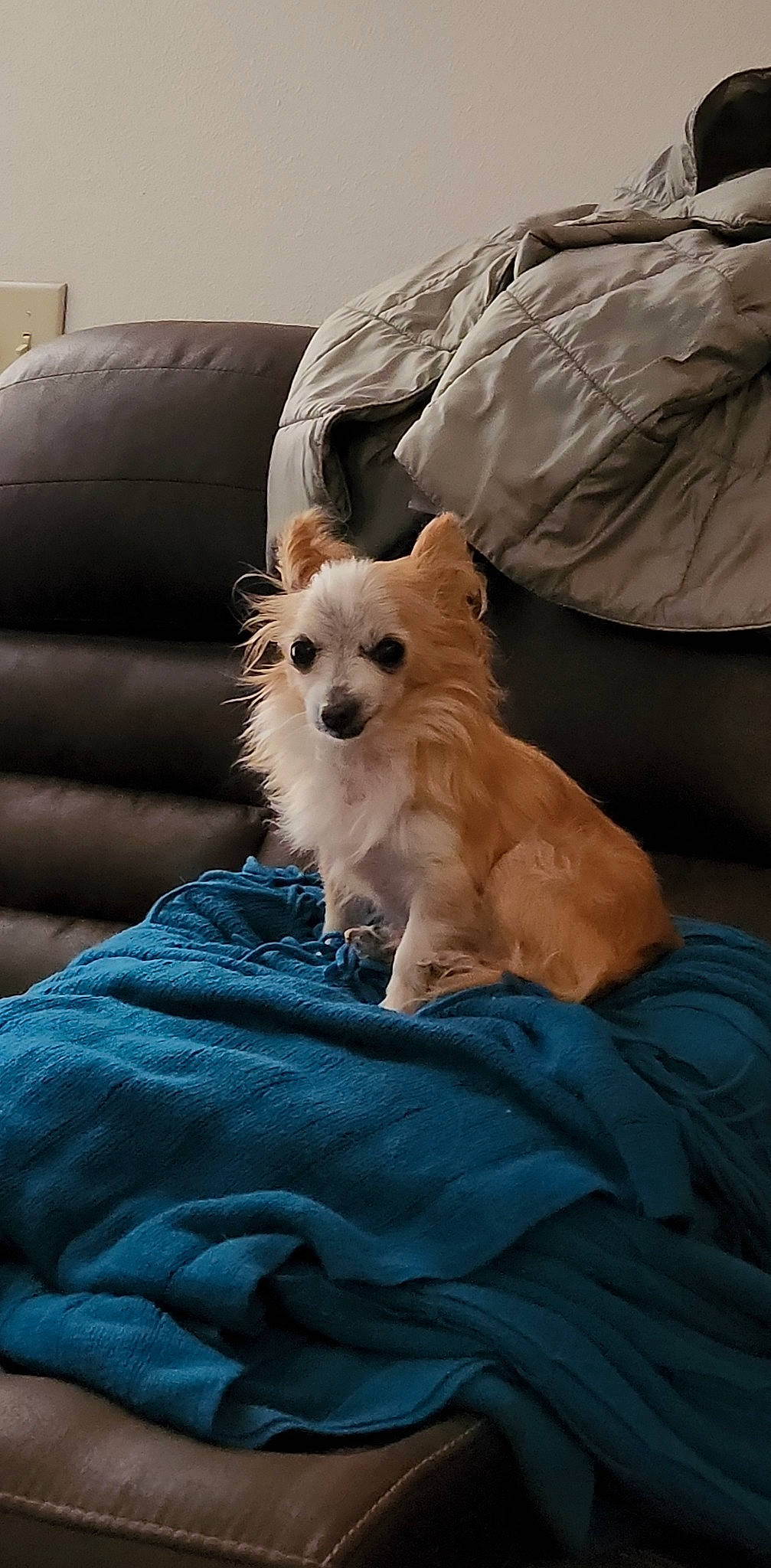 Frank Gallagher joined the competition — help win amazing prizes! bed, bedding, canidae, carnivore, comfort, companion_dog, couch, dog, dog_breed, dog_supply, fawn, fur, pillow, small_terrier, sporting_group, tail, terrier, throw_pillow, toy_dog, whiskers