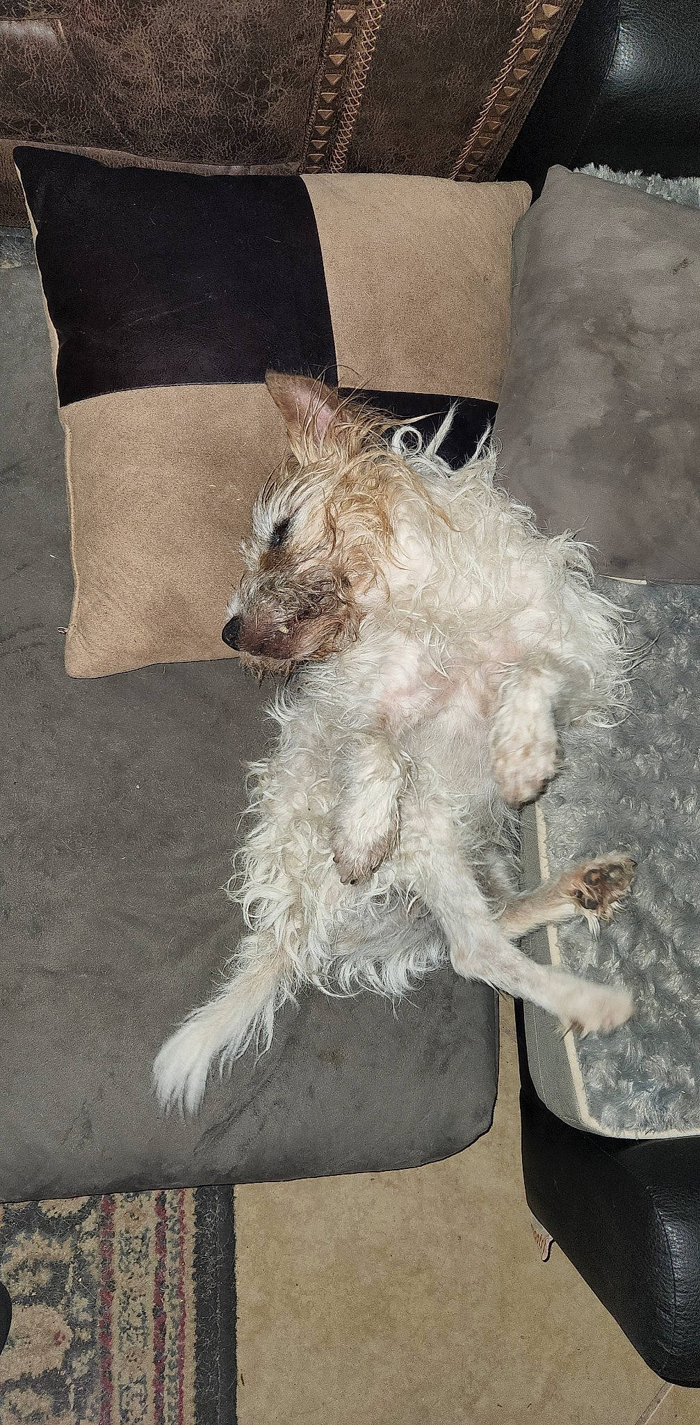 Edward is registered to the contest to win money with this photo: canidae, carnivore, companion_dog, dog, dog_breed, fashion_accessory, fawn, feather, fur, grey, human_leg, linens, sleeve, small_terrier, snout, sporting_group, tail, terrier, toy_dog, white