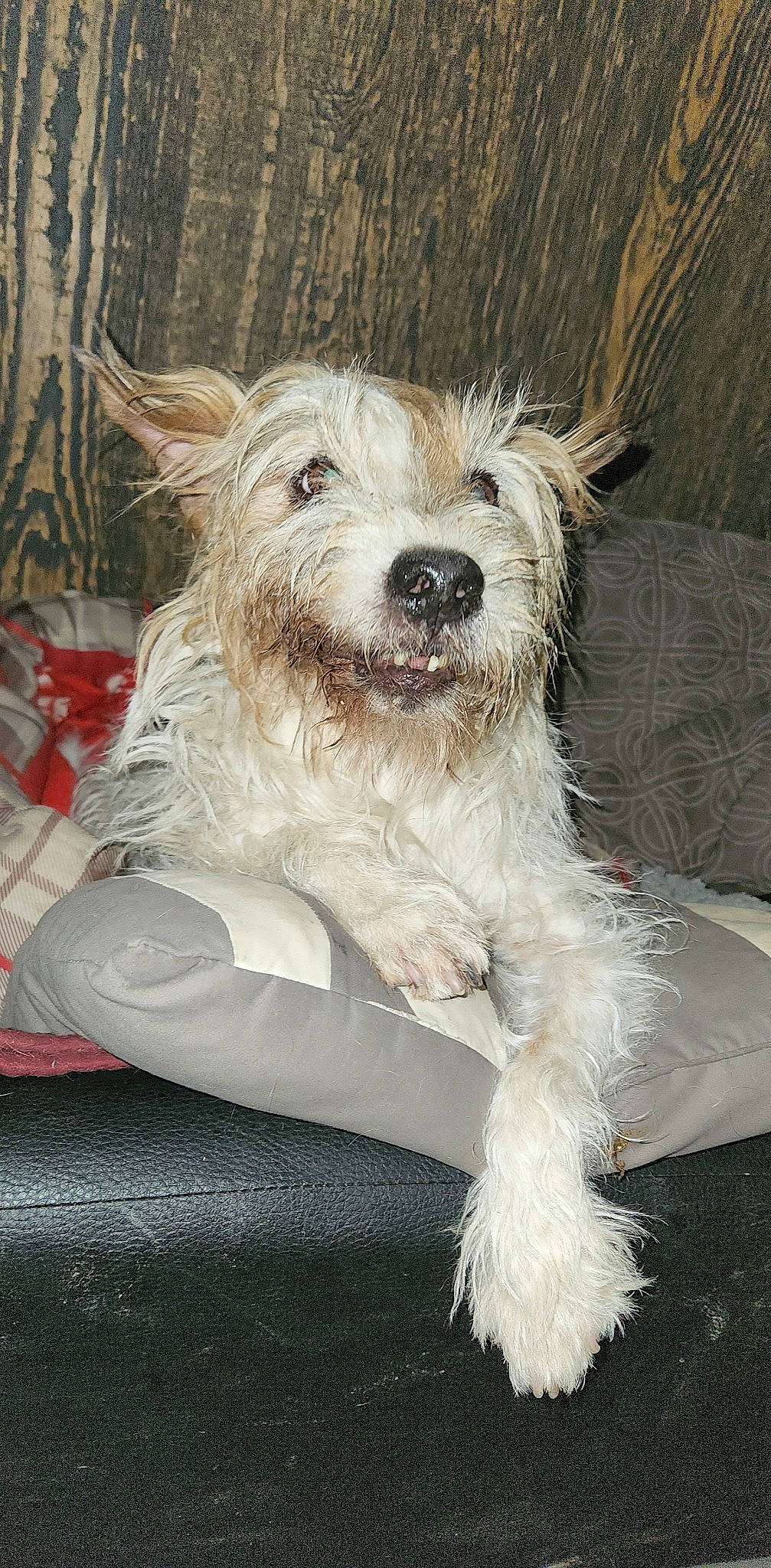 Edward is registered to the contest to win money with this photo: biewer_terrier, canidae, carnivore, collar, companion_dog, dog, dog_breed, dog_collar, dog_supply, fur, maltepoo, non_sporting_group, small_terrier, snout, sporting_group, terrier, toy_dog, windmill, working_animal