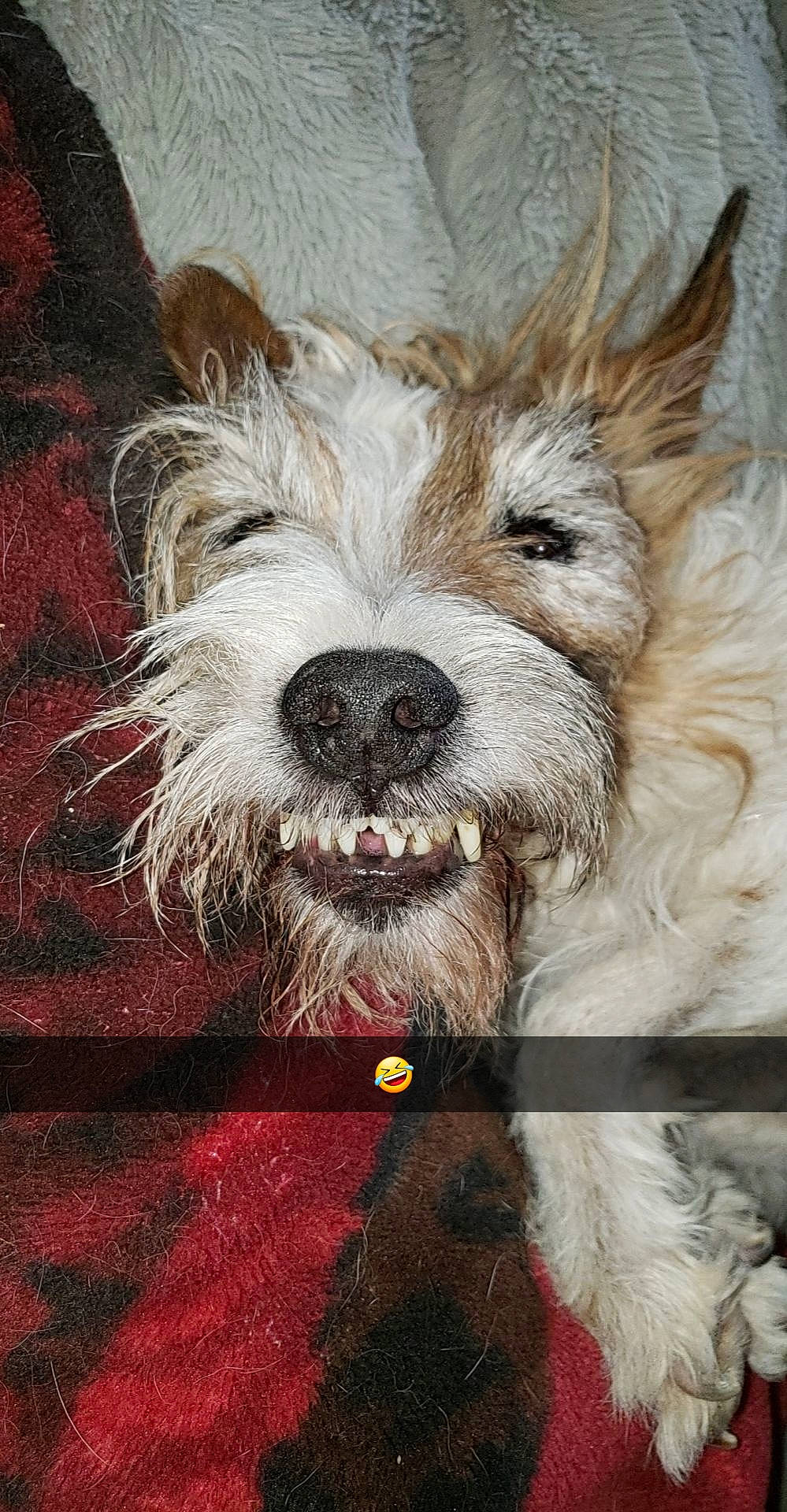 Edward is registered to the contest to win money with this photo: ancient_dog_breeds, biewer_terrier, canidae, carnivore, companion_dog, dog, dog_breed, dog_supply, fur, non_sporting_group, paw, schnauzer, scottish_terrier, small_terrier, snout, sporting_group, terrestrial_animal, terrier, toy_dog, working_animal