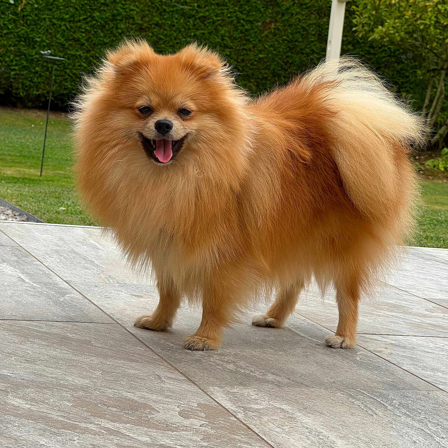 Yummi participe au concours pour gagner de l'argent avec cette photo : animal, canine, cute, dog, domestic_animal, fluffy, fur, garden, greenery, happy, hedge, outdoor, patio, pet, pomeranian, small_dog, smiling, standing, tail, tongue_out