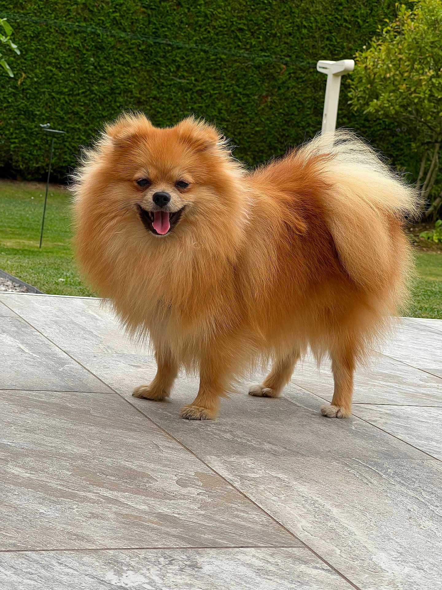 Yummi participe au concours pour gagner de l'argent avec cette photo : dog, pomeranian, fluffy, pet, smiling, outdoor, garden, greenery, hedge, patio, canine, fur, happy, tongue_out, small_dog, animal, cute, standing, tail, domestic_animal
