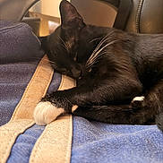Melody is registered to the contest to win money with this photo: cat, black_cat, white_paws, sleeping, resting, indoor, chair, blue_fabric, striped_fabric, close_up, pet, whiskers, cozy, furniture, relaxed, domestic_animal, animal, paw, fur, home