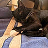 cat, black_cat, white_paws, sleeping, resting, indoor, chair, blue_fabric, striped_fabric, close_up, pet, whiskers, cozy, furniture, relaxed, domestic_animal, animal, paw, fur, home