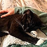 cat, black_cat, white_paws, sleeping, resting, hand, green_sleeve, blanket, bed, cozy, whiskers, fur, paw, indoor, comfort, relaxation, close_up, domestic_animal, pet, companion