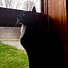 cat, black_and_white, window, indoor, silhouette, whiskers, paws, grass, tree, overcast, nature, animal, pet, feline, looking_outside, daylight, quiet, cozy, wood_panel, screen