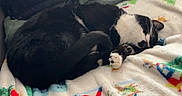 Melody joined the competition — help win amazing prizes! cat, black_and_white, sleeping, curled_up, blanket, indoor, cozy, furniture, cushion, jacket, resting, pet, animal, fur, paw, head, mammal, domestic, comfort, relaxation