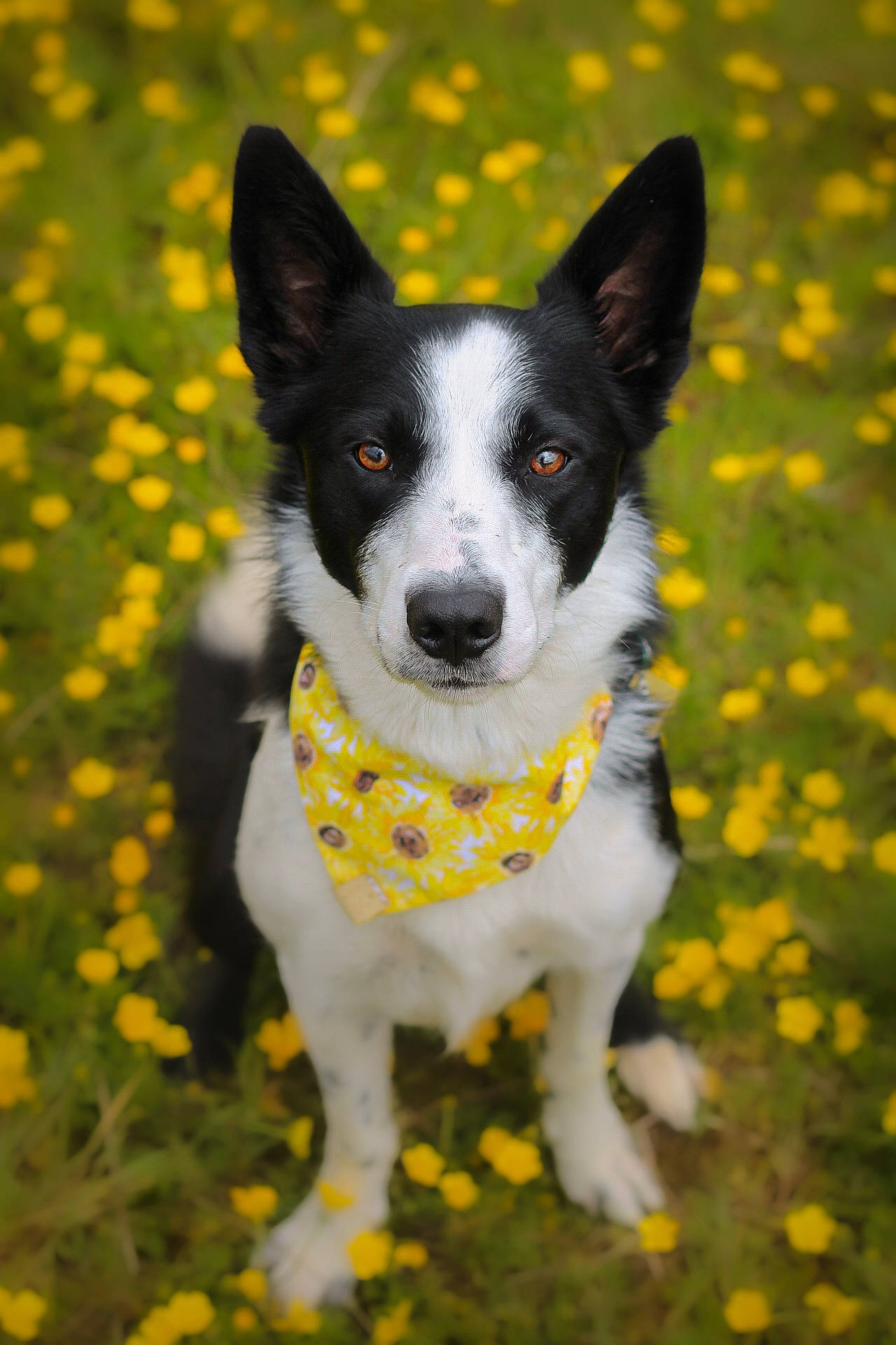 Brodie joined the competition — help win amazing prizes! art, canidae, carnivore, collar, companion_dog, dog, dog_breed, fur, grass, herding_dog, mammal, pattern, plant, snout, sporting_group, tail, vertebrate, whiskers, working_animal, working_dog