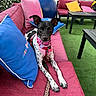 dog, black_and_white, leash, pink_harness, pink_couch, colorful_pillows, blue_pillow, yellow_pillow, outdoor, patio, green_grass, modern_furniture, table, relaxing, pet, attentive, ears_up, leopard_print, resting, cute
