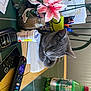 Ophelia is registered to the contest to win money with this photo: aluminum_can, bottle, bottled_water, carmine, cat, felidae, flower, flowerpot, fluid, houseplant, liquid, petal, plant, plastic, plastic_bottle, product, room, shelf, shelving, water_bottle