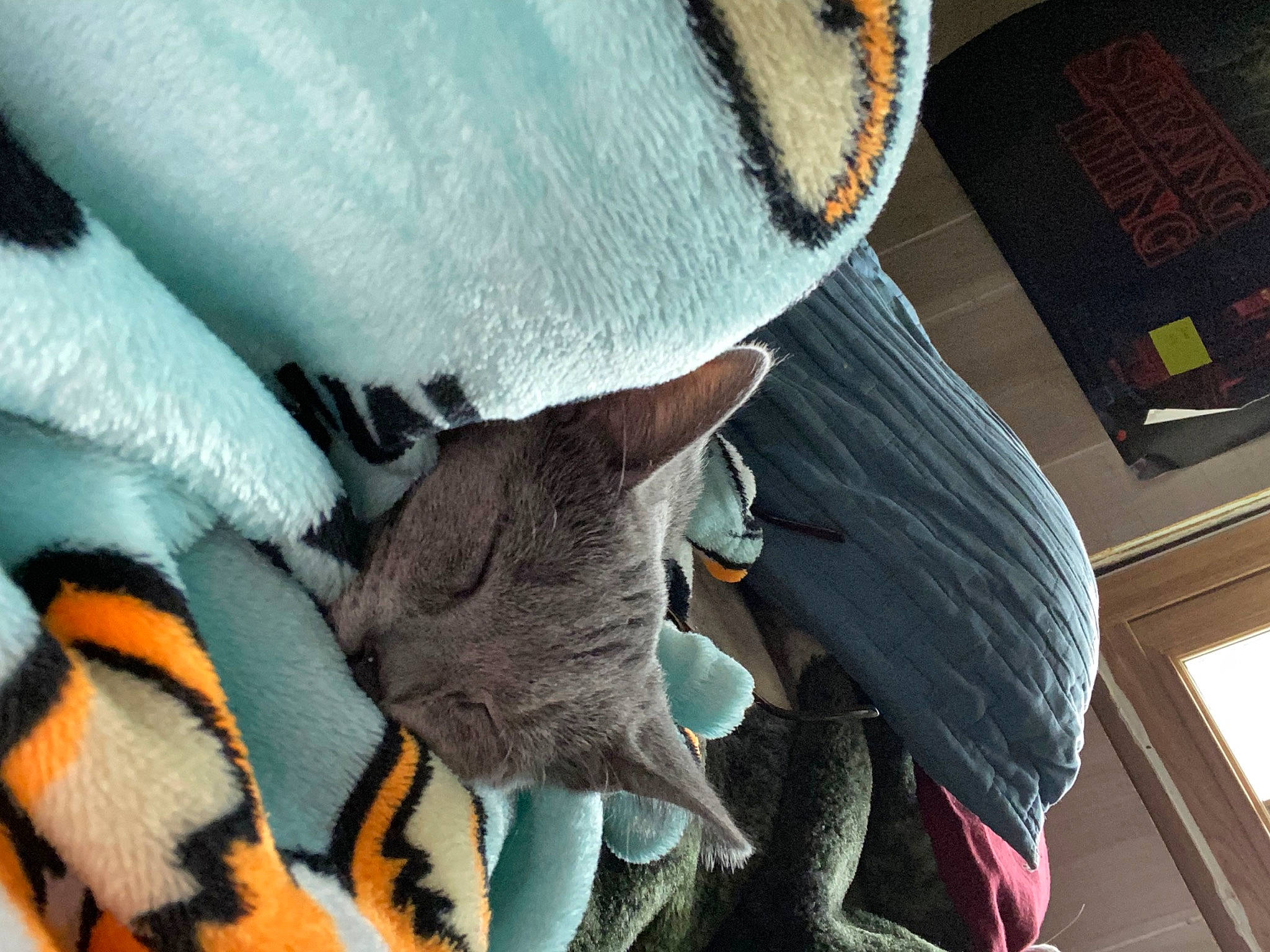 Ophelia joined the competition — help win amazing prizes! bag, cap, comfort, denim, felidae, fur, glove, hat, headgear, human_leg, jeans, linens, luggage_and_bags, plush, room, stuffed_toy, sunglasses, textile, thigh, wool