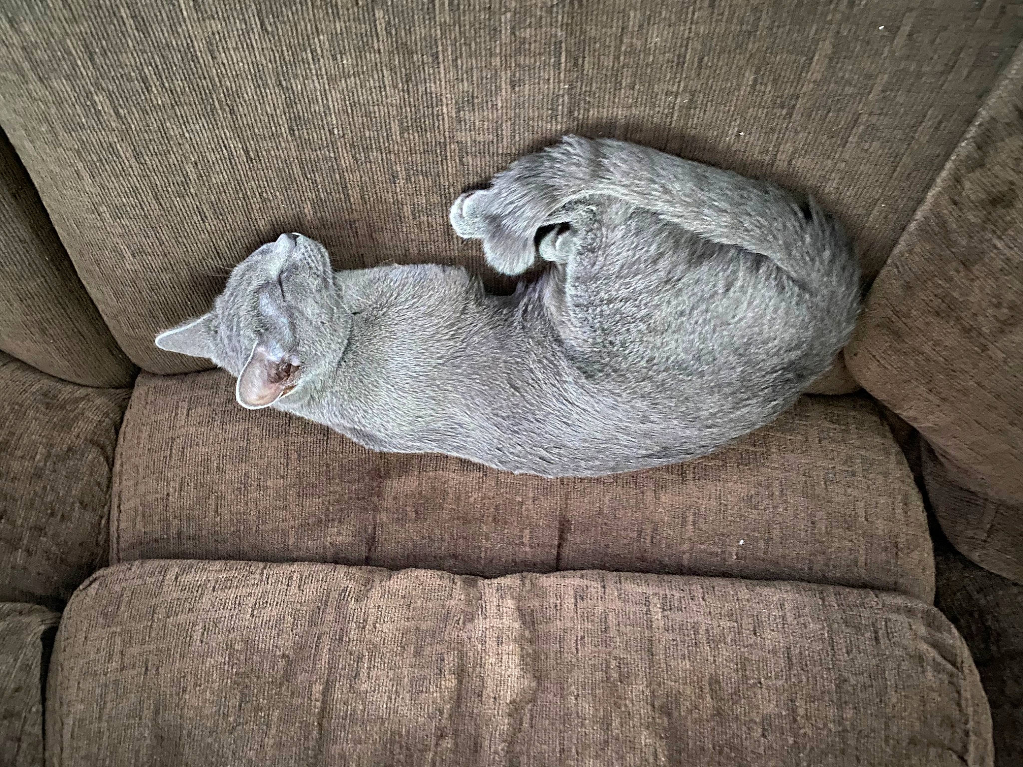 Ophelia is registered to the contest to win money with this photo: art, artifact, carving, comfort, fur, grey, hand, linens, relief, rock, sculpture, snout, statue, tail, terrestrial_animal, tree, trunk, wood, wool, woolen