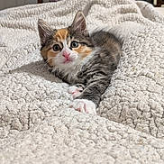 Zoey joined the competition — help win amazing prizes! kitten, calico, cat, pet, feline, indoor, blanket, texture, cozy, cute, animal, young, paw, fur, whiskers, resting, bedroom, curious, playful, closeup