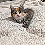 kitten, calico, cat, pet, feline, indoor, blanket, texture, cozy, cute, animal, young, paw, fur, whiskers, resting, bedroom, curious, playful, closeup