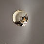 cat, kitten, calico, curious, hole, circular, peeking, fur, eyes, animal, pet, cute, closeup, indoor, background, texture, neutral_color, soft_light, small, framed