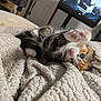 kitten, cat, paw, blanket, texture, lying_down, playful, home, furniture, television, cozy, cute, pet, animal, indoor, close_up, stretching, soft, young, fur