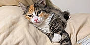 Zoey is registered to the contest to win money with this photo: cat, kitten, calico, pillow, blanket, fur, paw, stretching, relaxed, indoor, cozy, sleepy, cute, pet, animal, whiskers, soft, comfort, resting, feline