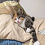 cat, kitten, calico, pillow, blanket, fur, paw, stretching, relaxed, indoor, cozy, sleepy, cute, pet, animal, whiskers, soft, comfort, resting, feline