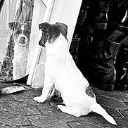 Satchmo a rejoint le concours — aidez-le/la à gagner de superbes lots ! dog, reflection, mirror, boots, floor, black_and_white, curious, pet, indoor, texture, sitting, animal, vintage, old_mirror, shoes, pavement, looking, still_life, monochrome, quiet