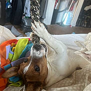 Satchmo a rejoint le concours — aidez-le/la à gagner de superbes lots ! animal, bed, blanket, brown_and_white, canine, cozy, cute, dog, ears, fur, home, indoor, lying_down, paws, pet, playful, relaxed, rope, snout, toy