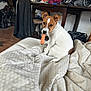Satchmo participe au concours pour gagner de l'argent avec cette photo : dog, carrot, bedspread, indoor, furniture, table, clothing, speaker, brown, white, pet, cute, animal, sitting, nose, ears, floor, room, messy, household