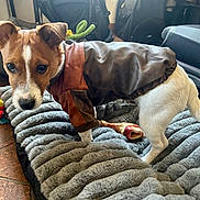 Satchmo a rejoint le concours — aidez-le/la à gagner de superbes lots ! animal, bag, bed, blanket, brown_and_white, chew_bone, cozy, curious, cute, dog, floor, furry, indoor, leather_jacket, looking, pet, plush_toy, puppy, small_dog, suitcase