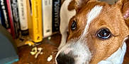 Satchmo participe au concours pour gagner de l'argent avec cette photo : animal, books, bookshelf, brown_and_white, close_up, curious, dog, ears, eyes, floor, head, home, indoor, nose, paper_scraps, pet, small_dog, standing, tiled_floor, whiskers