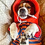 Satchmo a rejoint le concours — aidez-le/la à gagner de superbes lots ! animal, bed, blanket, blue, chewing, cozy, cute, dog, ears, fur, hoodie, mischievous, nose, orange, paws, pet, playful, puppy, snug, striped