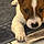 Satchmo