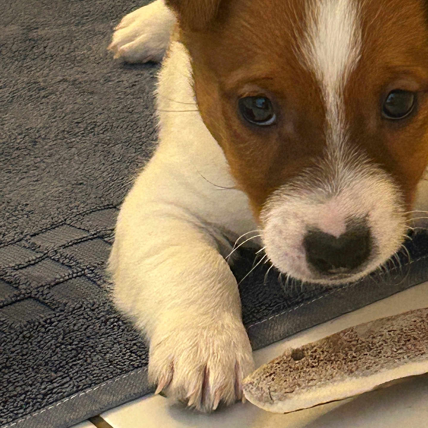 Satchmo participe au concours pour gagner de l'argent avec cette photo : animal, bone, close_up, curious, cute, dog, domestic, fur, heart_shape, indoor, mat, nose, paw, pet, playful, puppy, resting, tile_floor, whiskers, young