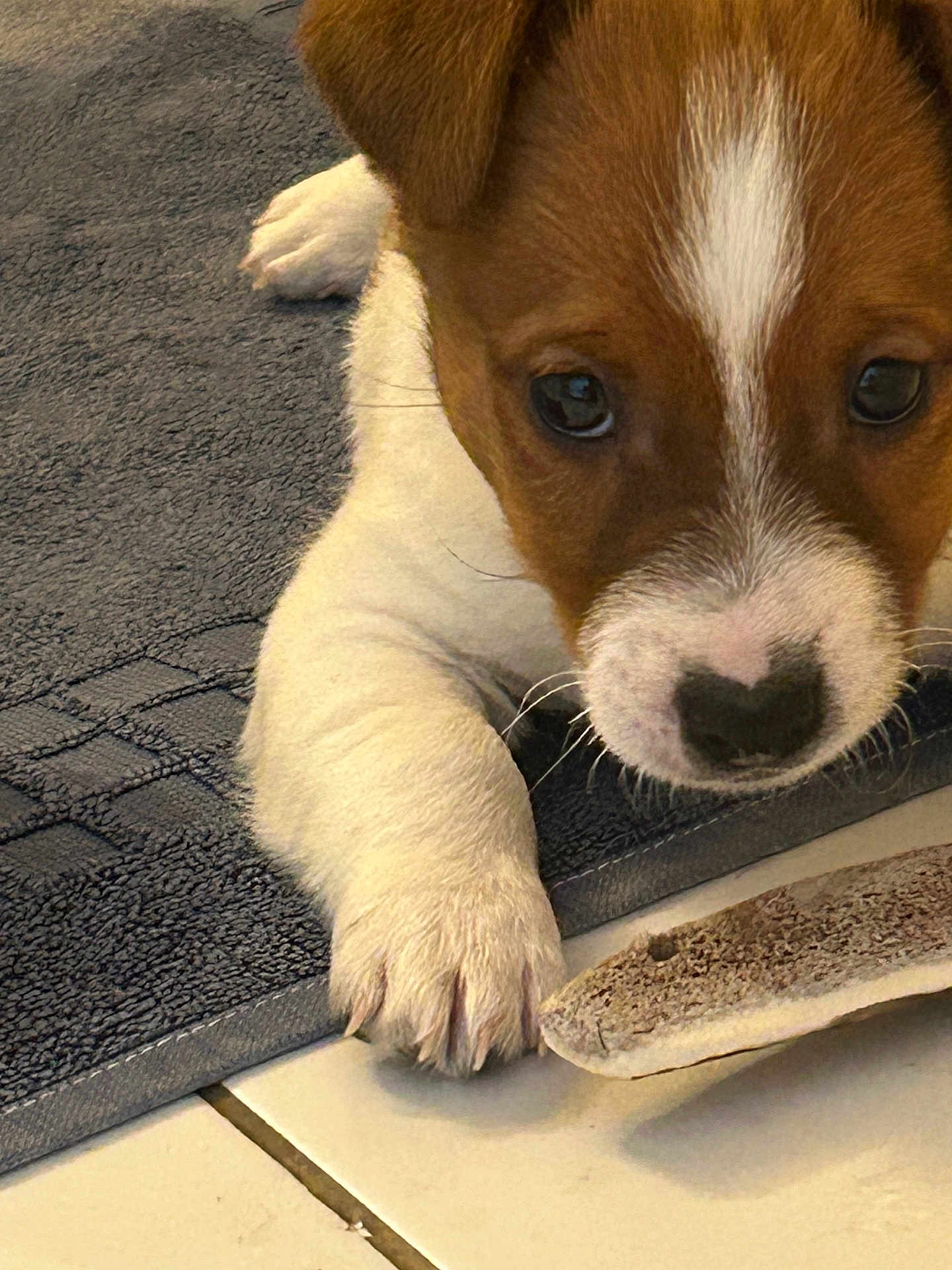 Satchmo participe au concours pour gagner de l'argent avec cette photo : puppy, dog, close_up, paw, nose, heart_shape, mat, bone, tile_floor, curious, pet, animal, cute, young, indoor, fur, whiskers, playful, resting, domestic