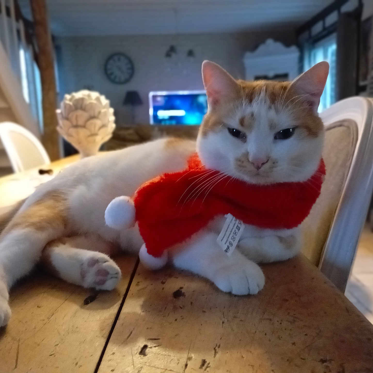 Paco participe au concours pour gagner de l'argent avec cette photo : animal, architecture, building, cat, computerhardware, couch, electronics, furniture, hardware, hardwood, indoors, interiordesign, kitten, livingroom, monitor, pet, room, screen, tv, wood