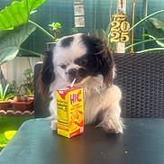 Louie is registered to the contest to win money with this photo: dog, puppy, juice_box, table, plant, greenery, outdoor, garden, pet, cute, black_and_white, small_dog, furry, canine, drink, beverage, leaf, nature, relaxing, cozy