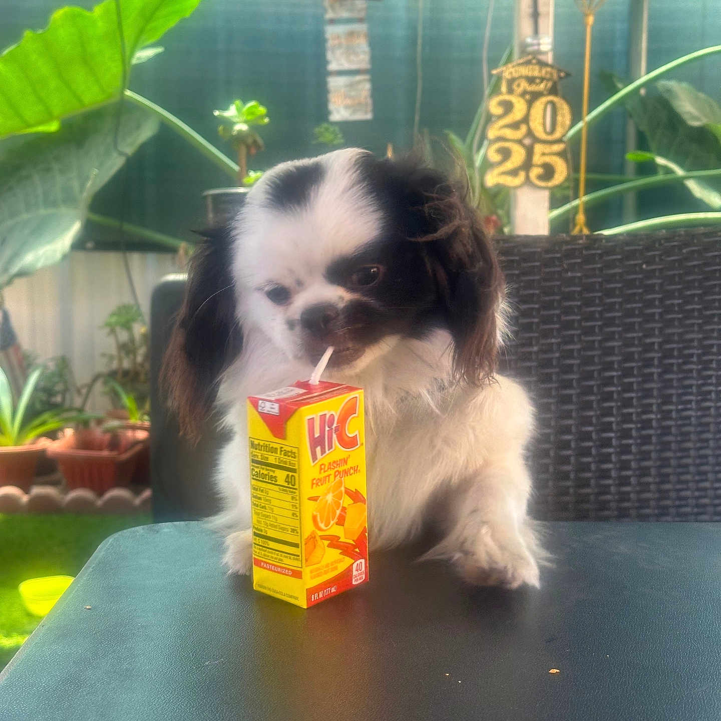 Louie