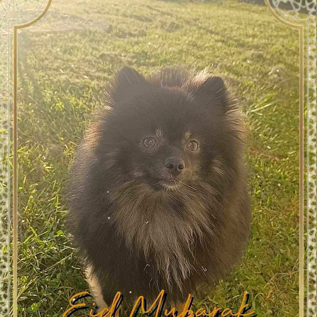 Usky a rejoint le concours — aidez-le/la à gagner de superbes lots ! affenpinscher, animal, bear, canine, cat, chow, cockerspaniel, countryside, dog, eskimodog, grass, land, lawn, nature, outdoors, papillon, pet, plant, puppy, vegetation