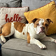 Hercules is registered to the contest to win money with this photo: bulldog, dog, pet, couch, pillow, hello_text, yellow_pillow, grey_couch, indoor, resting, animal, canine, furniture, living_room, domestic, cute, relaxed, brown_and_white, companion, portrait
