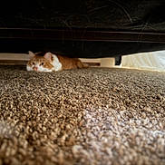 Cheddar is registered to the contest to win money with this photo: cat, orange_cat, white_cat, carpet, under_couch, furniture, indoor, pet, animal, curious, lying_down, low_angle, soft_focus, brown_carpet, cozy, whiskers, ears, floor, domestic_cat, resting